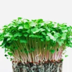 Broccoli Microgreens (ब्रॉकली माइक्रोग्रीन) – 100g | Fresh Hydroponic & Pesticide-Free