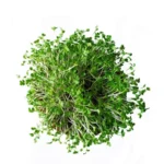 Cauliflower Microgreens (कॉलफ्लाउअर माइक्रोग्रीन) – 100g | Fresh Hydroponic & Pesticide-Free