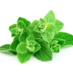 Fresh Cubic Oregano (ओरिगैनो) 100g – 100% Fresh & Nutrient-Rich