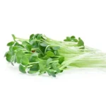 Alfalfa Microgreens (रिजका) – 100g | Fresh Hydroponic & Pesticide-Free