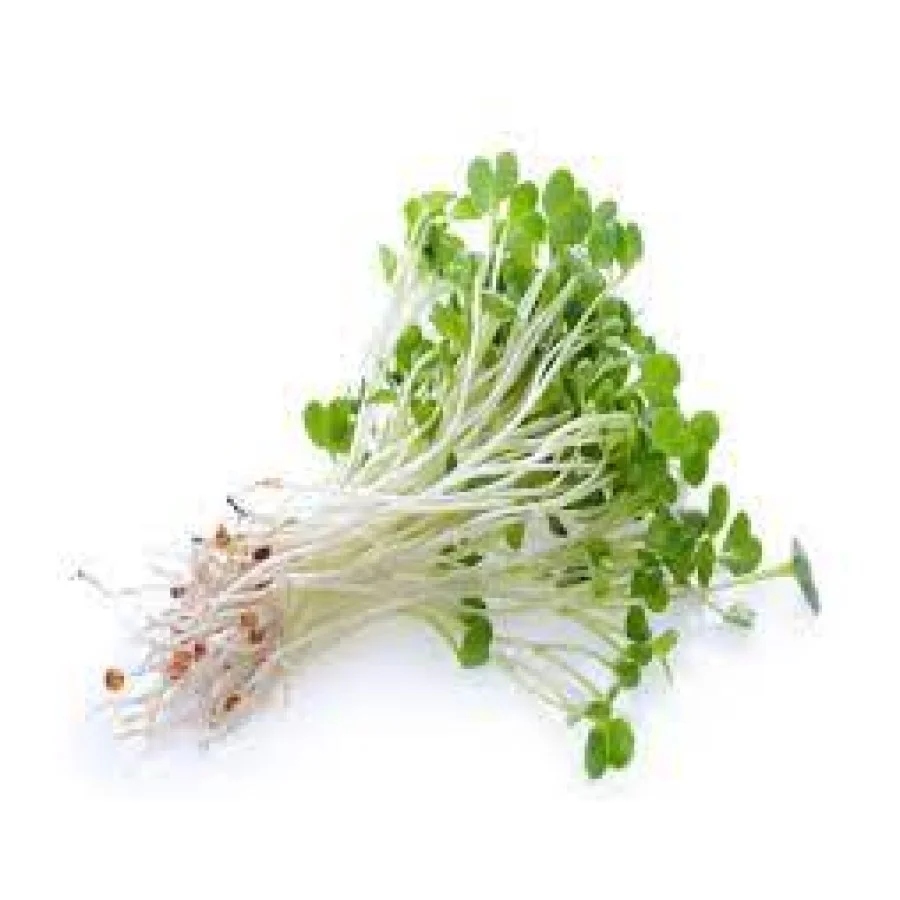 Alfalfa Microgreens (रिजका) – 100g | Fresh Hydroponic & Pesticide-Free - Image 3
