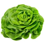 Butterhead Lettuce (बटरहेड लेट्यूस) 1Pc.100-120g