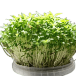 Green Amaranth (हरा ऐमरैन्थ)-100g | Fresh Hydroponic & Pesticide-Free