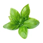 Hydroponic Basil (तुलसी) – 100g | Fresh Organic Tulsi Leaves