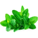 Hydroponic Mint (पुदीना) – 100g | Fresh, Pesticide-Free Pudina Leaves