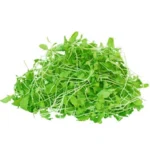Radish Green(रेडिश हरा माइक्रोग्रीन्स)-100g | Fresh Hydroponic & Pesticide-Free (Copy)