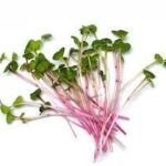 Radish Red (रेडिश लाल माइक्रोग्रीन्स)-100g | Fresh Hydroponic & Pesticide-Free (Copy) (Copy)