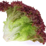 Baby Lollo Rosso (लोलो रोसो) - 50g | Hydroponic & Crunchy